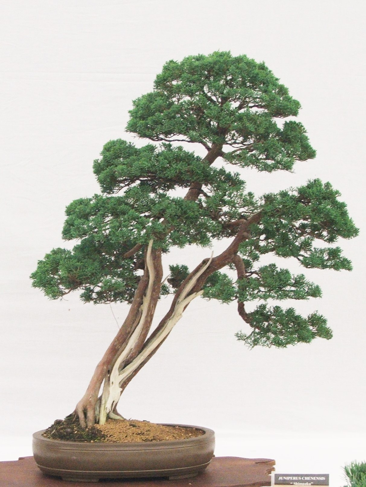 47+ Juniper Bonsai Tree Leaves PNG Hobby plan